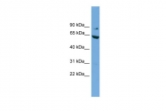 ARP52251_P050 - RALBP1
