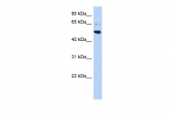 ARP52255_P050 - AP3 complex subunit mu-2 / AP3M2
