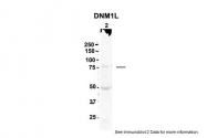 ARP52329_P050 - Dynamin-1-like protein