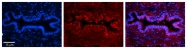 ARP52341_P050 - Peroxiredoxin-3 / PRDX3
