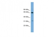 ARP52924_P050 - UBXN10 / UBXD3