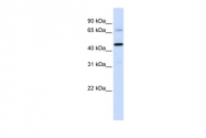 ARP53531_P050 - Sideroflexin-4 (SFXN4)