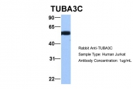 ARP53650_P050 - alpha Tubulin / TUBA3C / TUBA2