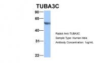 ARP53650_P050 - alpha Tubulin / TUBA3C / TUBA2