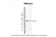 ARP53652_P050 - PRKAA1