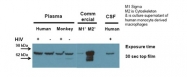 ARP54299_P050 - Gelsolin