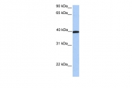ARP54316_P050 - Apolipoprotein A IV / ApoA4