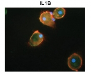 ARP54324_P050 - Interleukin-1 beta / IL-1B