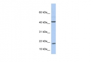 ARP54331_P050 - Interleukin-9 / IL9