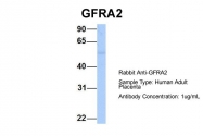 ARP54575_P050 - GFRA2 / GDNFR-beta