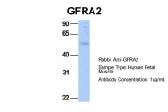ARP54575_P050 - GFRA2 / GDNFR-beta