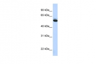 ARP54594_P050 - Coatomer subunit delta (COPD)