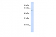ARP54676_P050 - KPNA4 / Importin alpha-4