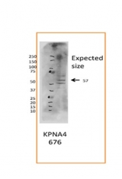 ARP54676_P050 - KPNA4 / Importin alpha-4