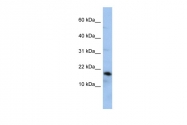 ARP54685_P050 - Lipocalin-1