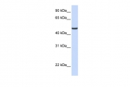 ARP54707_P050 - Ferredoxin reductase