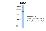 ARP54742_P050 - Islet cell autoantigen 1 / ICA1
