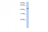 ARP54743_P050 - Islet cell autoantigen 1 / ICA1
