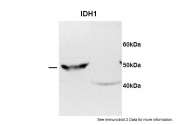 ARP54787_P050 - Isocitrate dehydrogenase / IDH