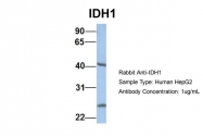 ARP54788_P050 - Isocitrate dehydrogenase / IDH