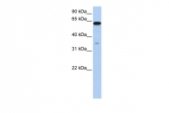 ARP54879_P050 - KPNA6 / Importin alpha-7