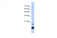 ARP54909_P050 - Thioredoxin-2 / TRX2