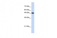 ARP54928_P050 - DNA polymerase mu