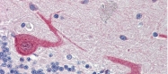 ARP55398_P050 - GABARAPL1