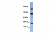 ARP55521_P050 - Ataxin-7-like protein 1 / ATXN7L1