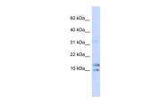ARP55616_P050 - Interleukin-15 / IL15