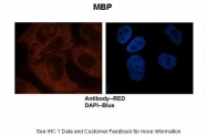 ARP56224_P050 - Myelin Basic Protein
