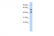 ARP56329_P050 - ATP6V1B2