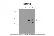 ARP56350_P050 - MMP-13