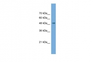 ARP56365_P050 - Neuronal pentraxin-2