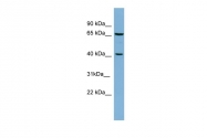 ARP56406_P050 - DNA polymerase beta