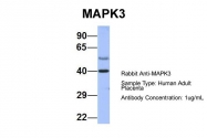 ARP56432_P050 - MAPK3 / ERK1