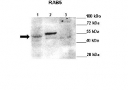 ARP56562_P050 - RAB5A / RAB5
