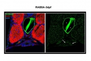 ARP56563_P050 - RAB5A / RAB5