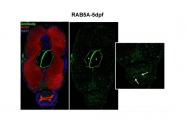 ARP56563_P050 - RAB5A / RAB5