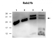 ARP56565_P050 - RAB27B