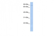 ARP56594_P050 - Death-associated protein 4