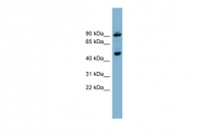 ARP57076_P050 - WIPI-1