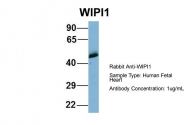 ARP57076_P050 - WIPI-1