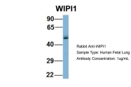 ARP57076_P050 - WIPI-1