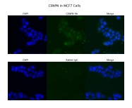 ARP57258_P050 - CENP-N