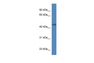 ARP57347_P050 - IRGC