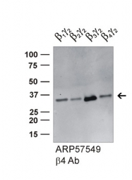 ARP57549_P050 - Transducin beta chain 4 (GNB4)