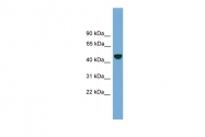 ARP57839_P050 - PSMD12