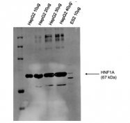 ARP57904_P050 - HNF1 alpha / TCF1