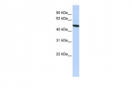 ARP58095_P050 - Vitronectin